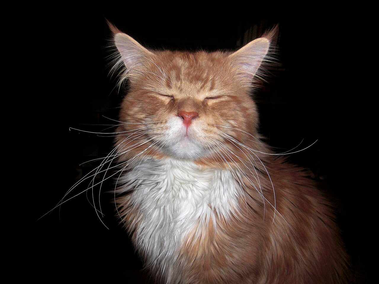 Ryšavý kocúr maine coon s mimoriadne dlhými fúzmi