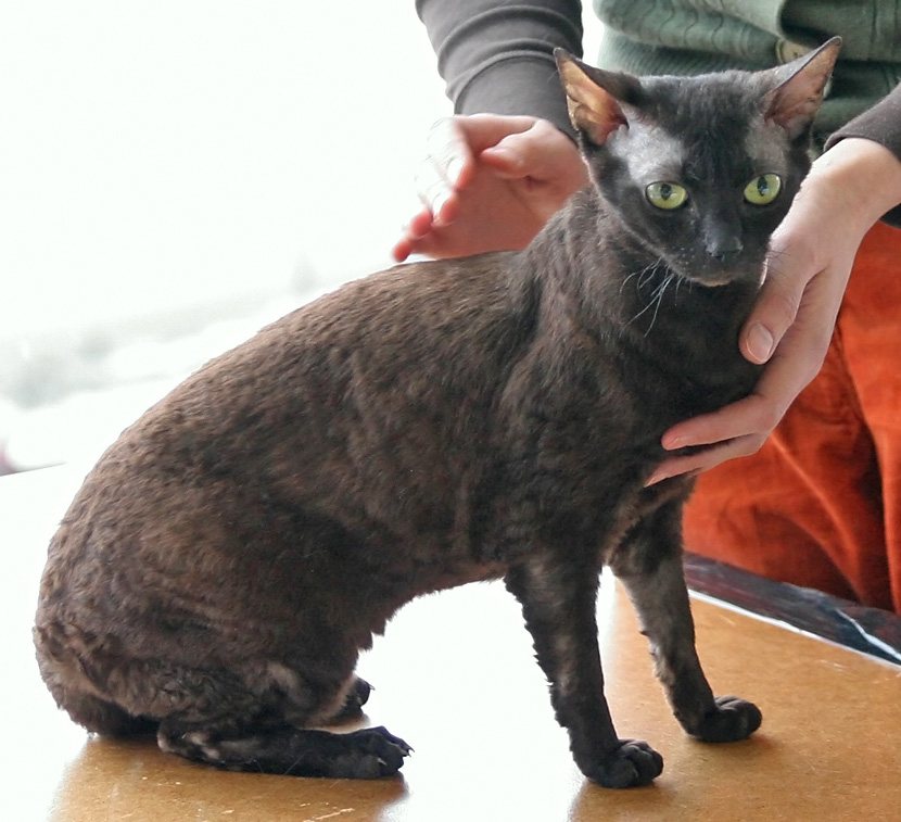 Nemecký rex čokoládovej farby na výstavnom stole, posudzovanie