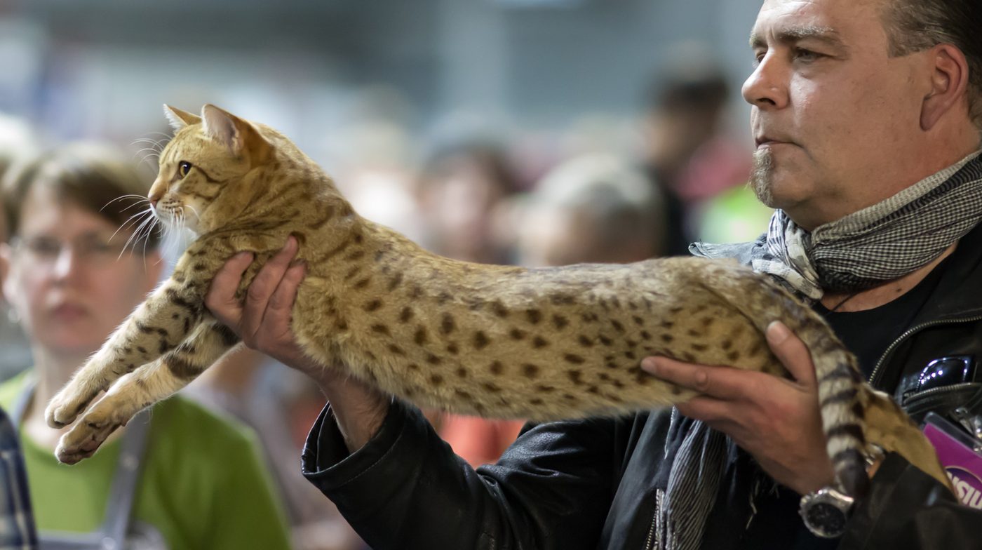 Ocicat OCI b 24 — čokoládový škvrnitý kocúr držaný vodorovne na výstave, viditeľná dĺžka tela a veľké škvrny na bokoch