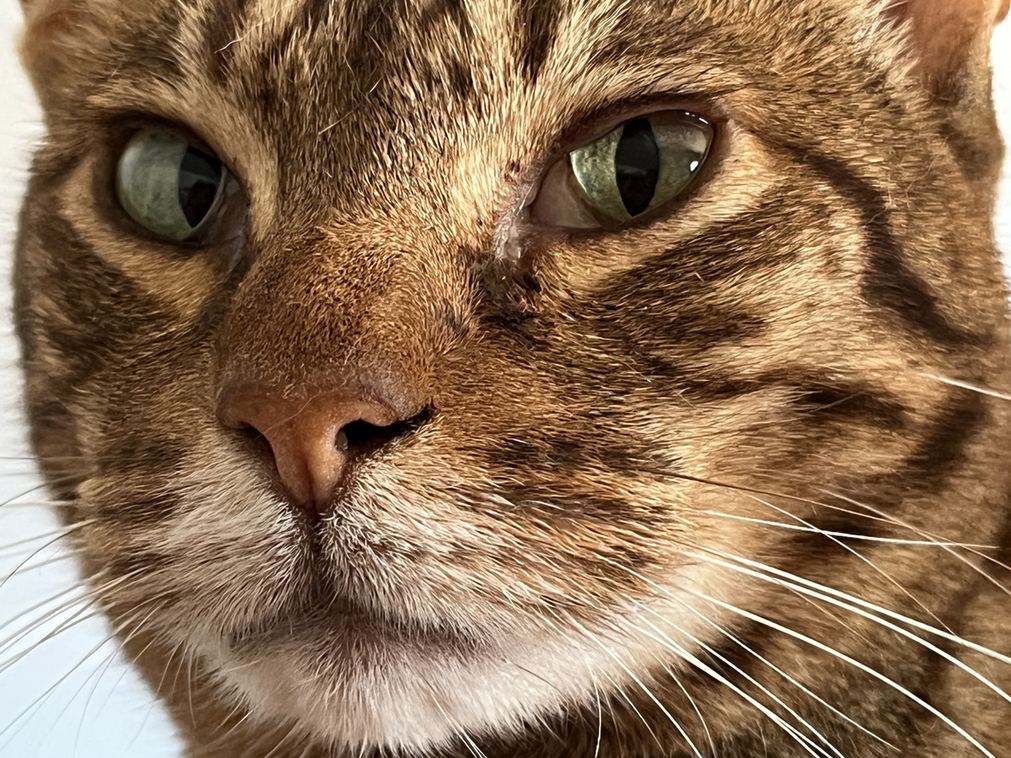 Detail tváre mačky ocicat — mandľové zelené oči, mascara pásiky na líci a tabby M na čele