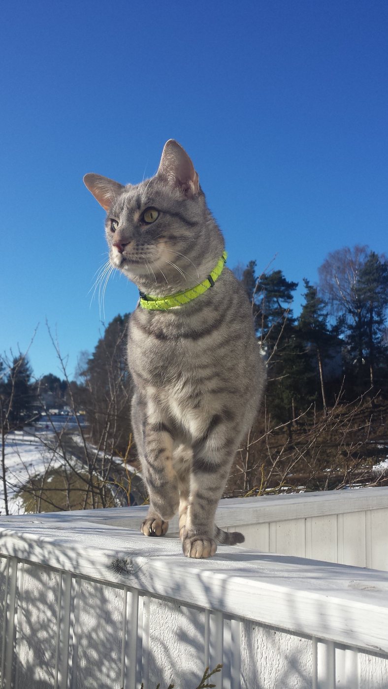 Ocicat OCI as 24 — modrostrieborný škvrnitý kocúr stojaci na zábradlí v zimnom svetle