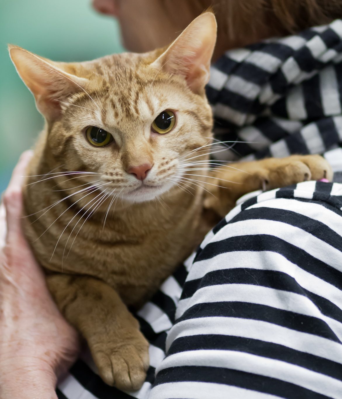 Ocicat OCI o 24 — cinnamon škvrnitý kocúr v náručí majiteľky, uvoľnený a dôverčivý