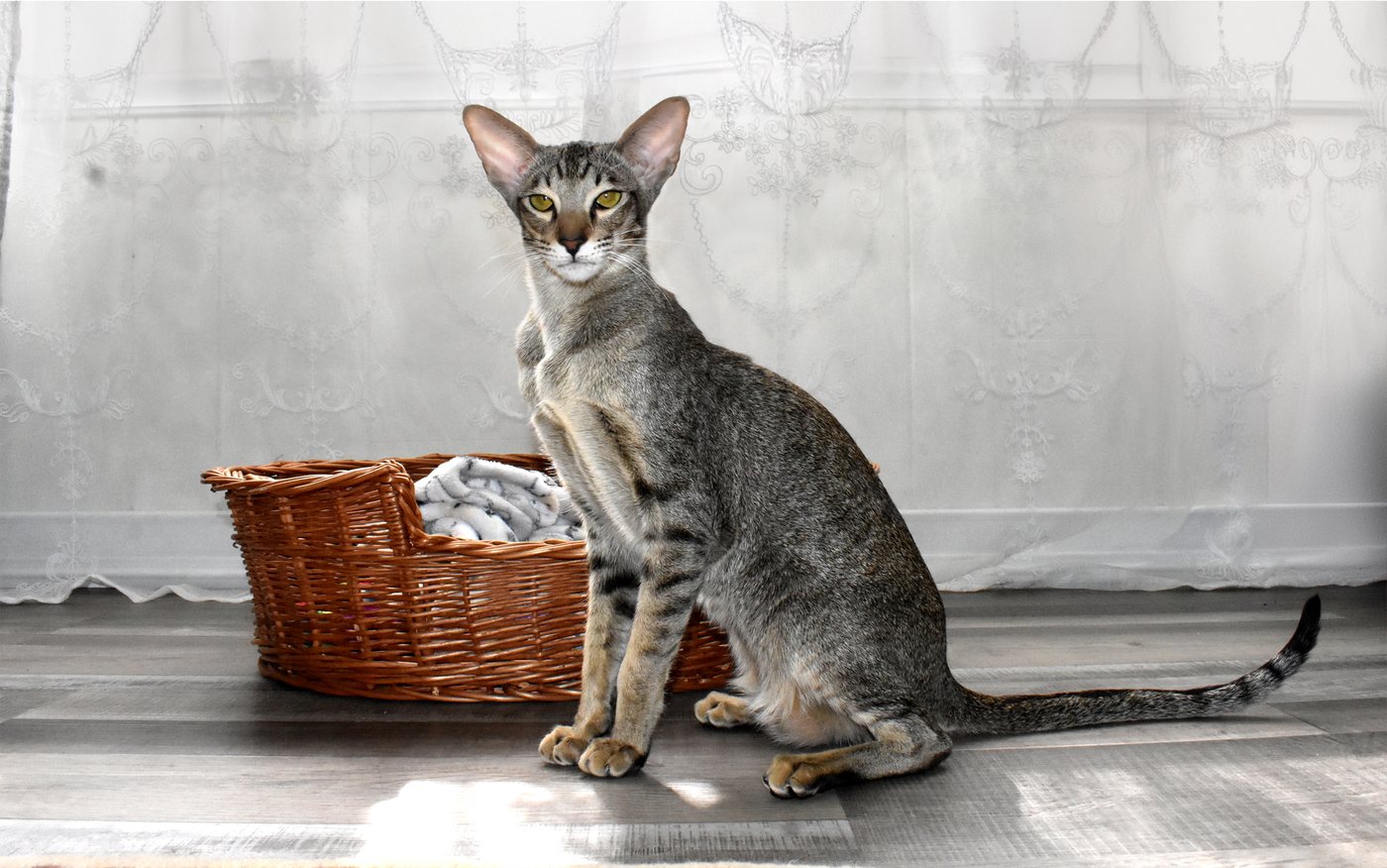 Orientálna krátkosrstá mačka vo variete black spotted tabby sedí pri prútenom košíku
