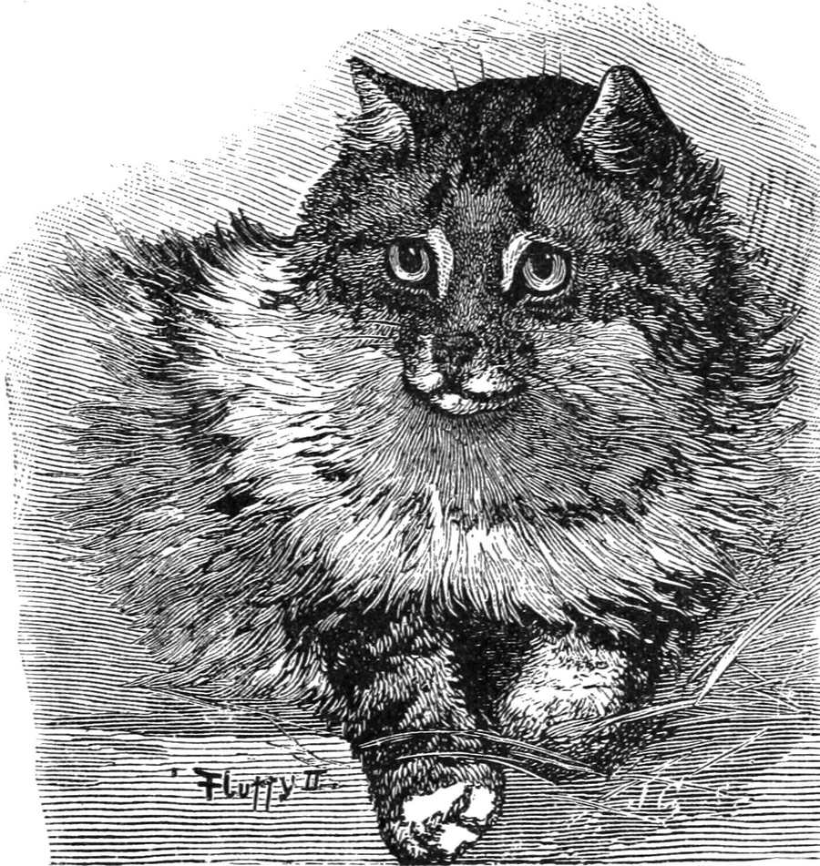 Rytina perzskej mačky Fluffy II z výstavy v Crystal Palace v roku 1886 — dlhší nos a väčšie uši než má dnešná perzská mačka