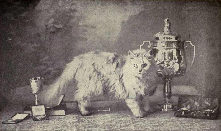 Dobová fotografia striebornej perzskej mačky Champion Fulmer Zaida s pohármi z výstav okolo roku 1900