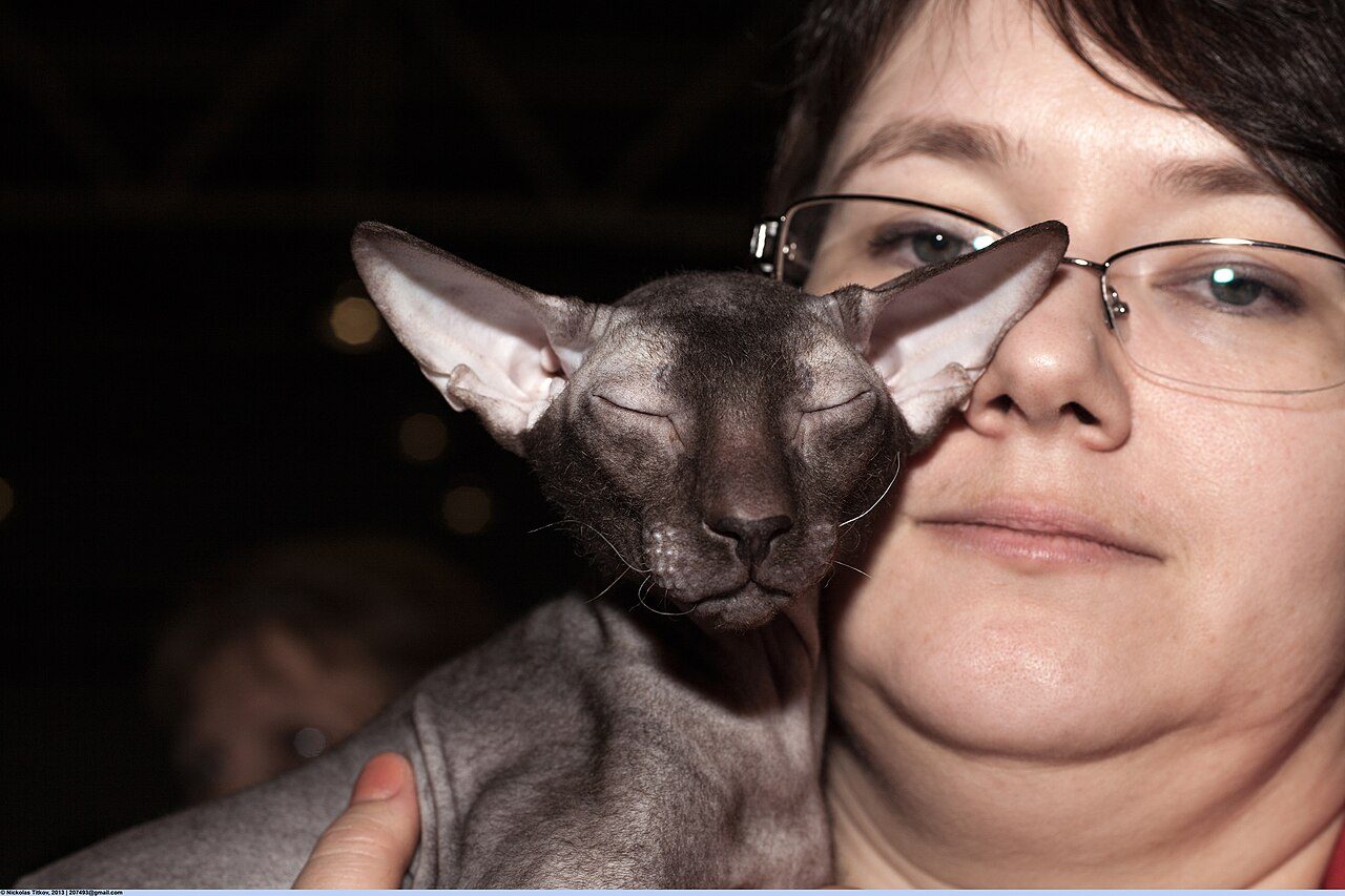 Peterbald