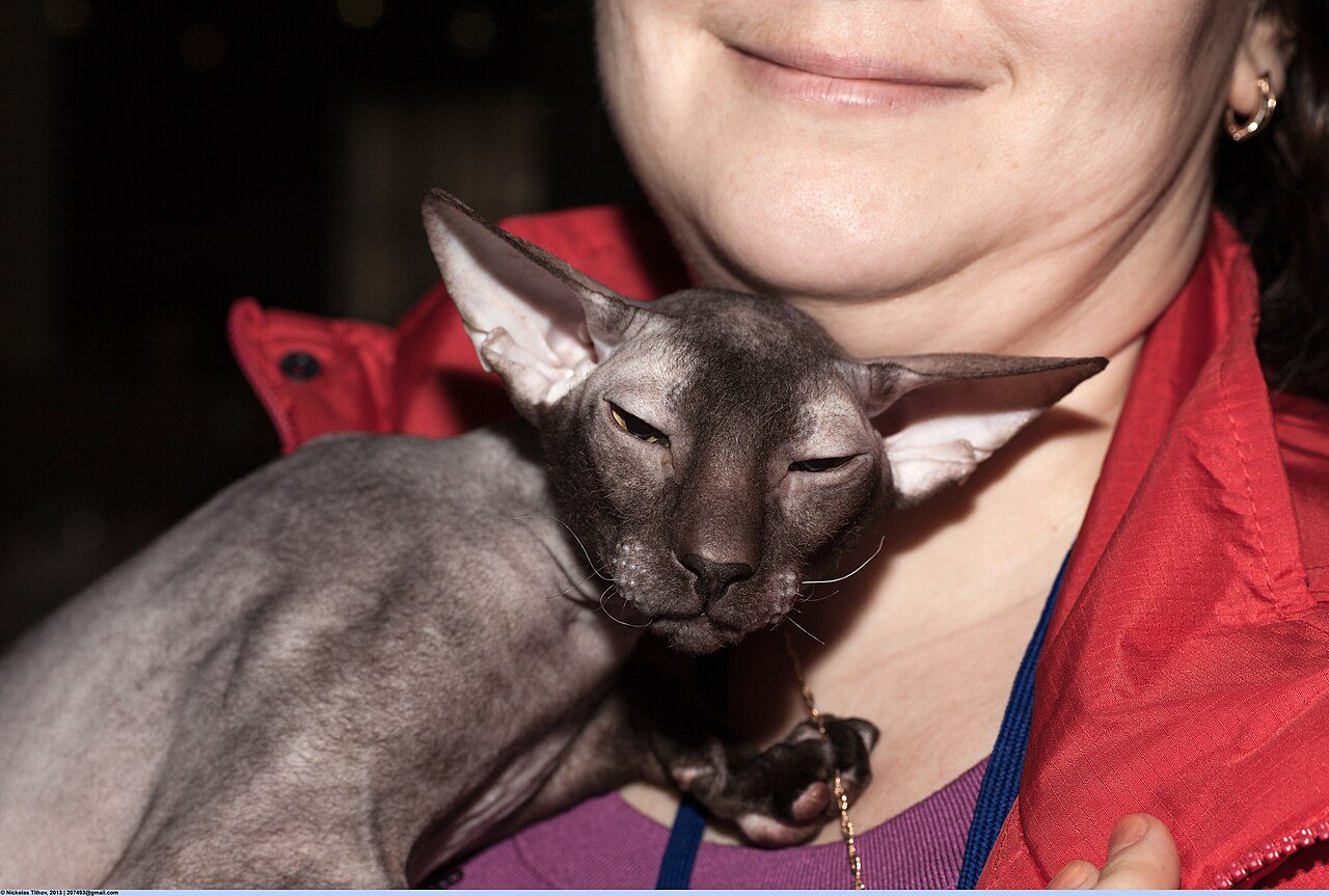 Peterbald z boku — kučeravé fúzy, dlhý štíhly krk a veľmi veľké uši