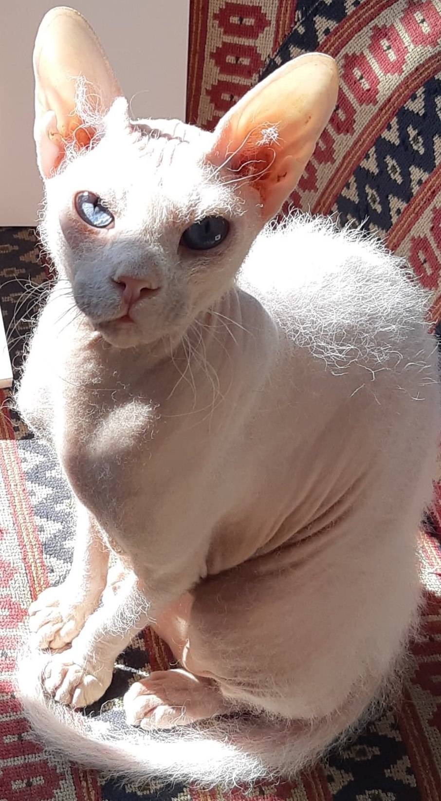 Biely peterbald typu brush — jemná vlnitá drôtovitá srsť s holými miestami