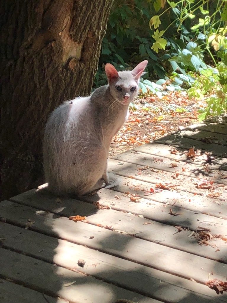 Biely peterbald typu brush v celej postave — dlhé štíhle telo orientálneho typu