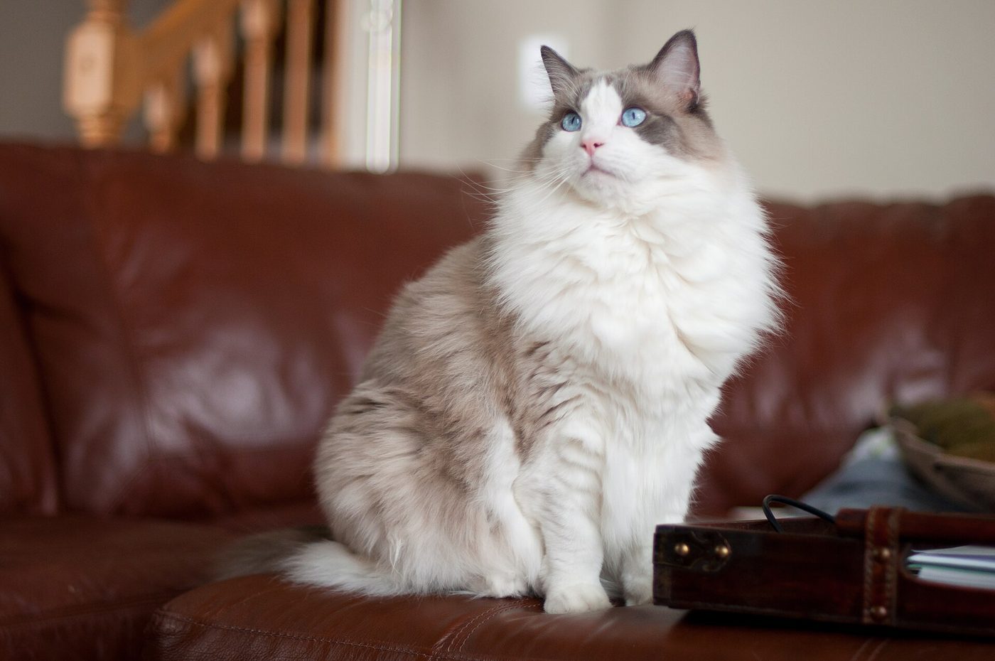 Modrý bicolor ragdoll s modrými očami sedí na koženej sedačke