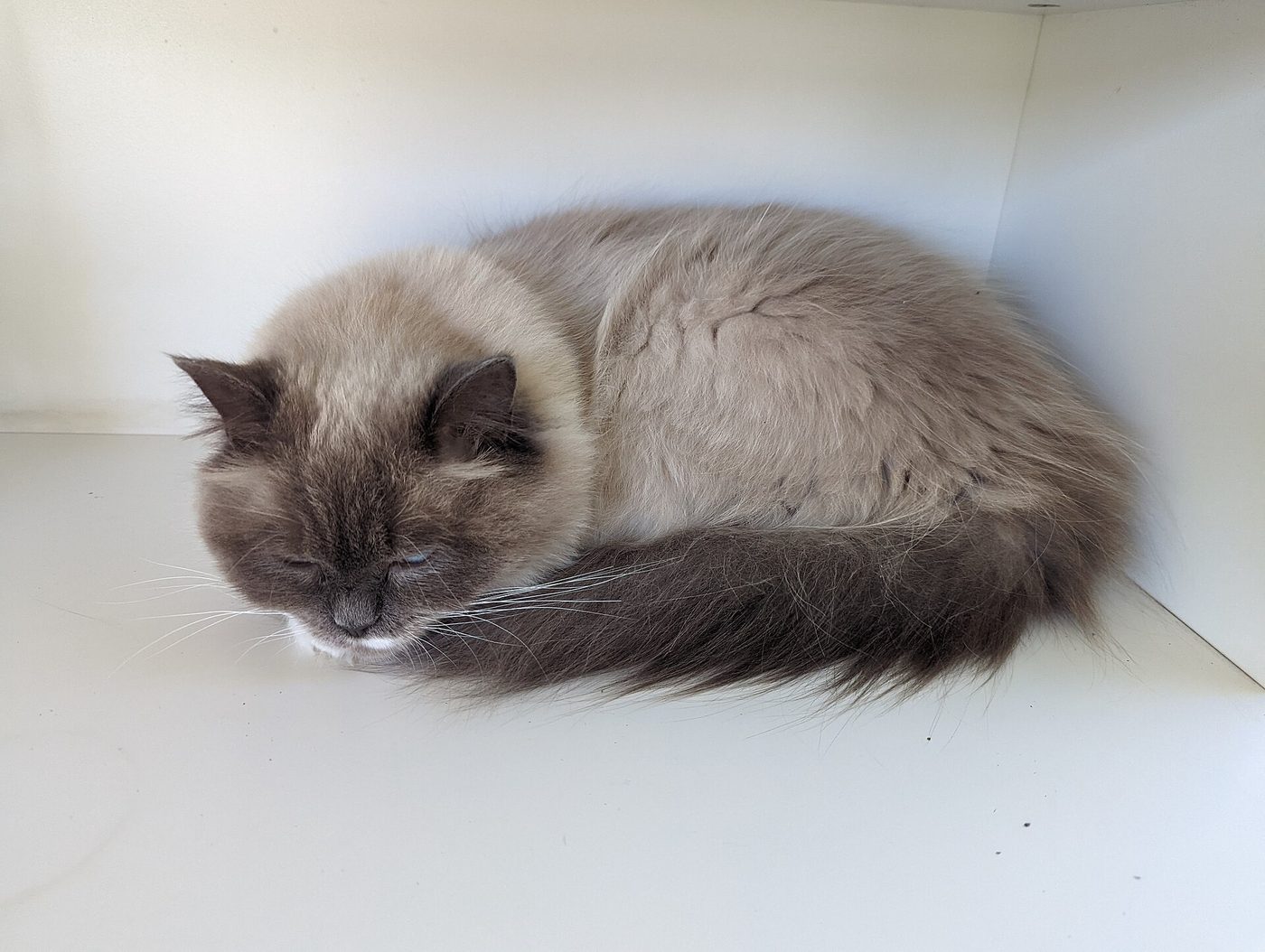 Modrý ragdoll stočený do klbka pri odpočinku
