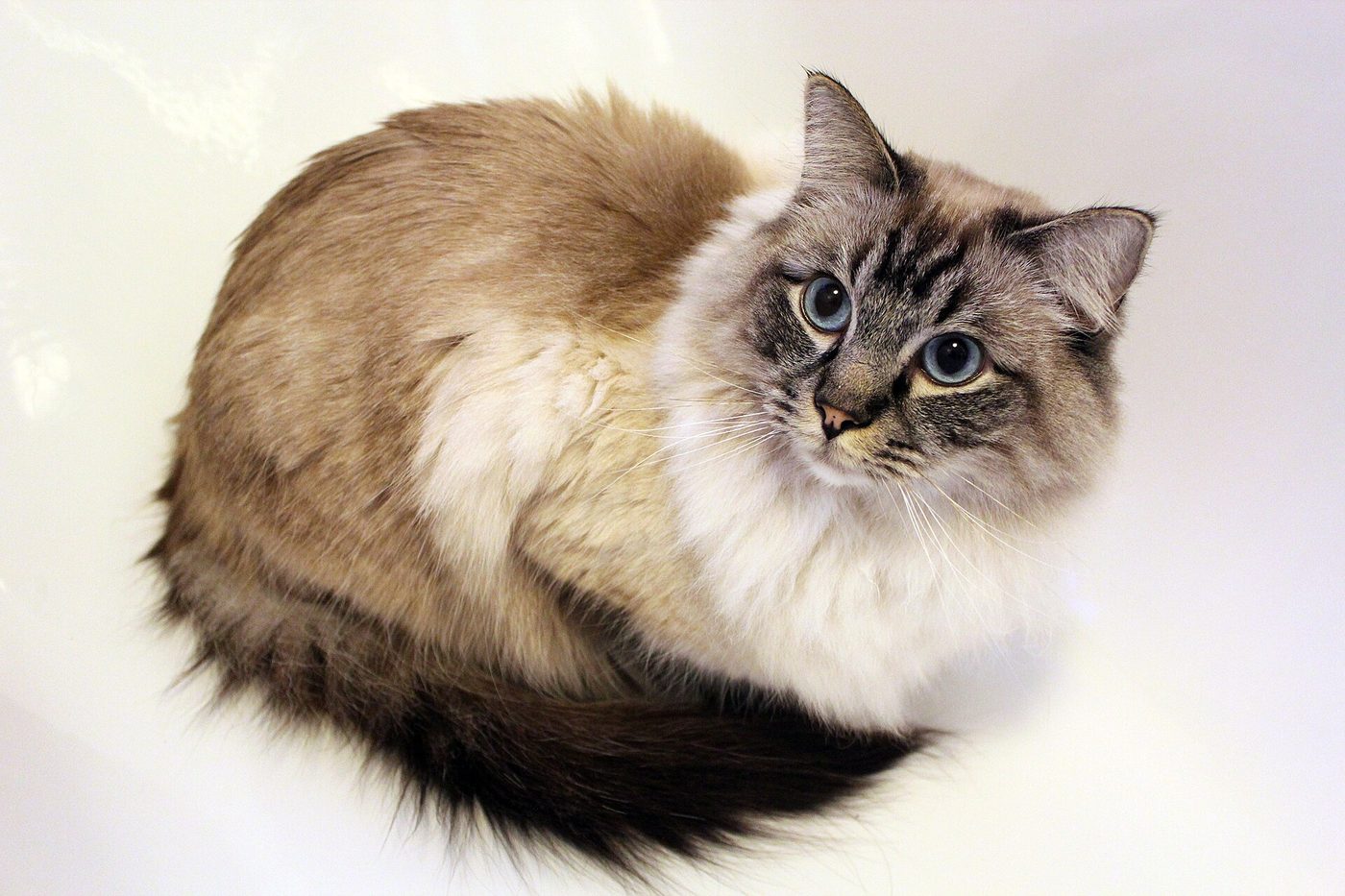 Seal tabby point ragdoll kocúr s kresbou M na čele