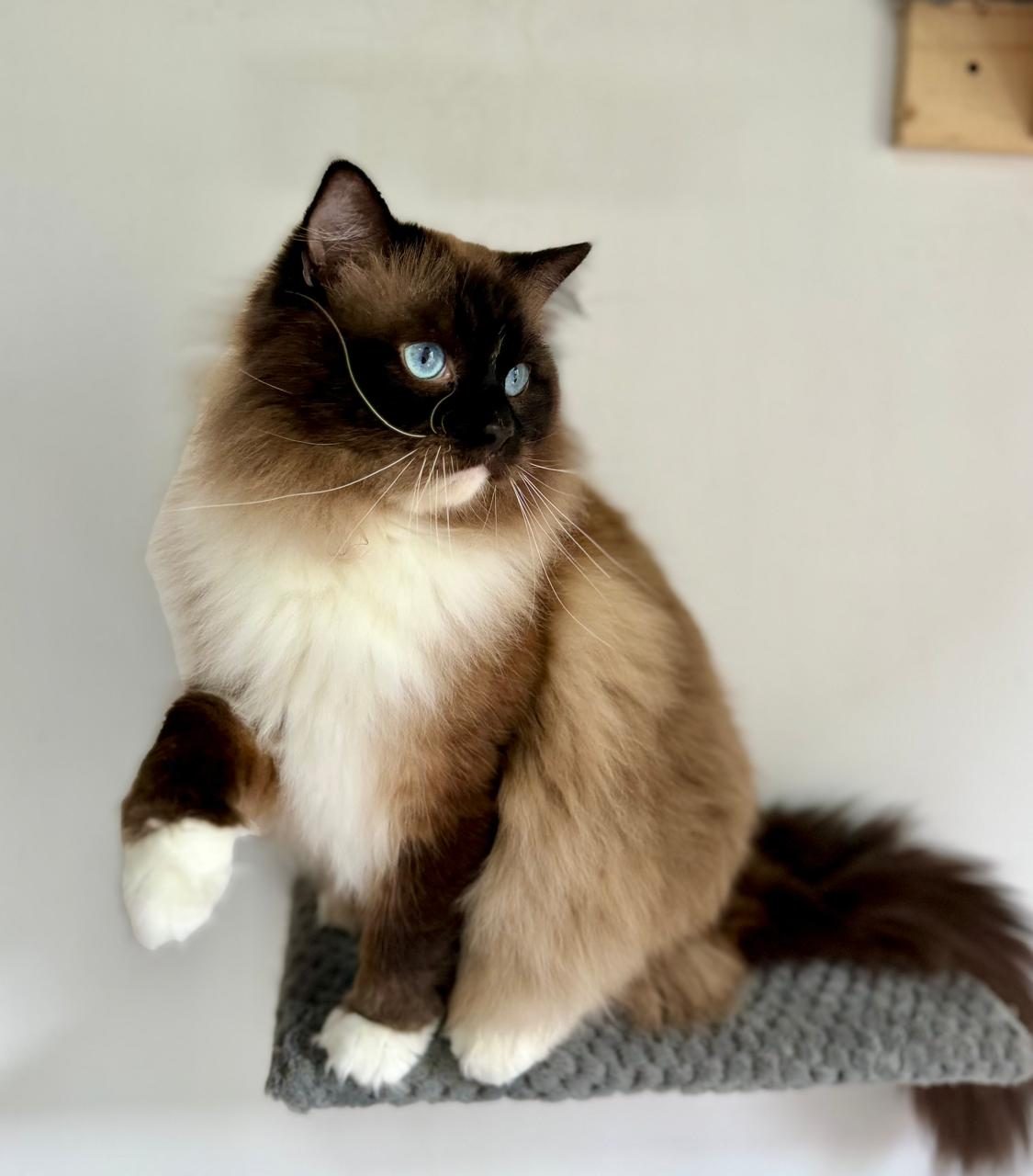 Seal mitted ragdoll s bielymi labkami sedí na poličke