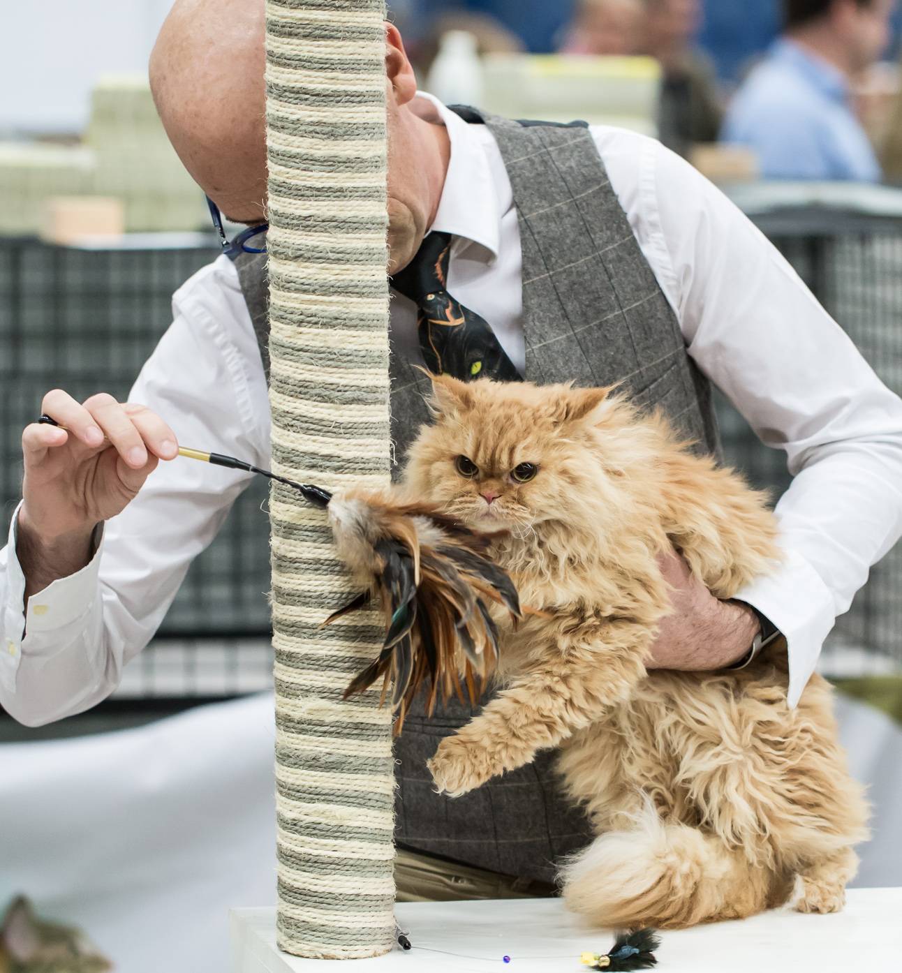 Selkirk rex