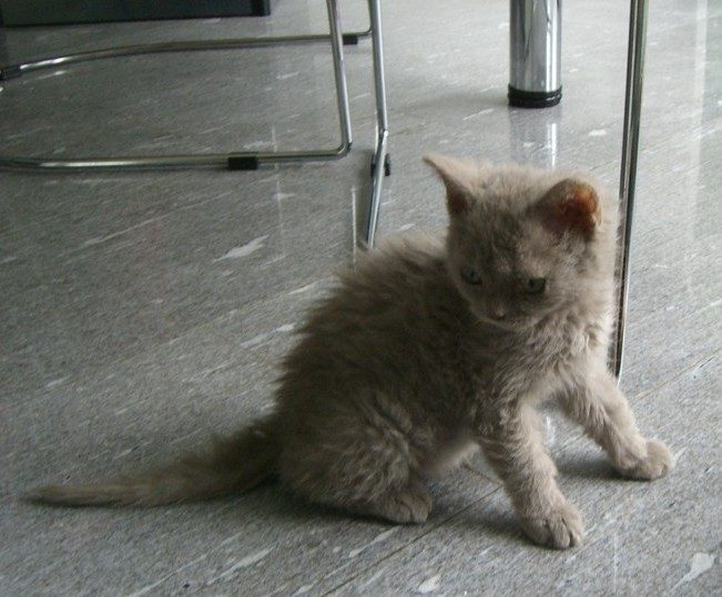 Niekoľkomesačný selkirk rex — srsť je krátka a jemne zvlnená, ešte nie hustá plyšová kučera dospelej mačky