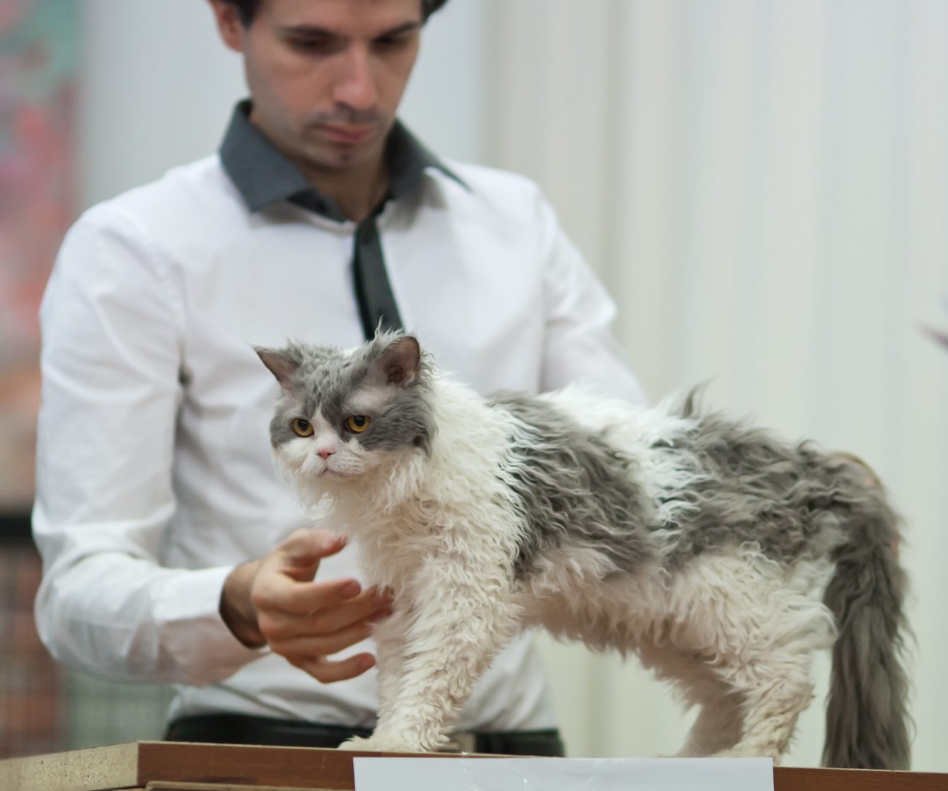 Modro-biely selkirk rex dlhosrstý na výstavnom stole s neusporiadanými kučerami po celom tele