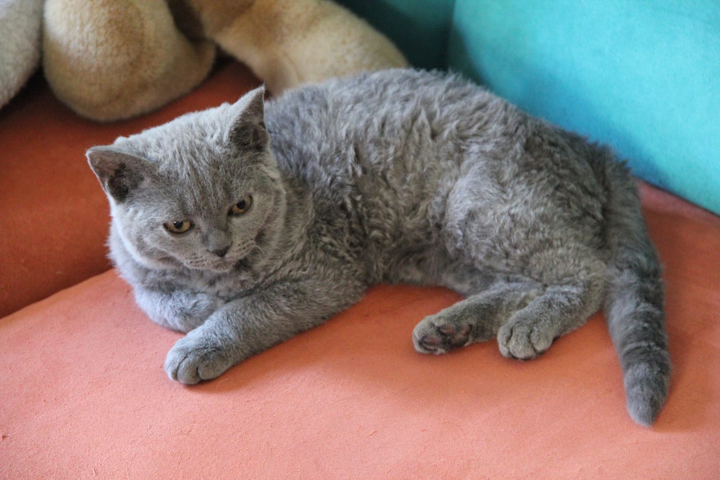 Modrý selkirk rex krátkosrstý leží na pohovke — na chrbte a bokoch vidno hustú vlnitú srsť