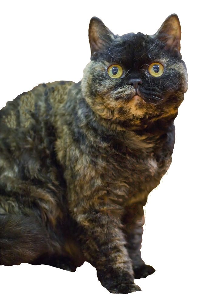 Selkirk rex krátkosrstý — korytnačinová mačka s krátkou plyšovou kučeravou srsťou a okrúhlou hlavou