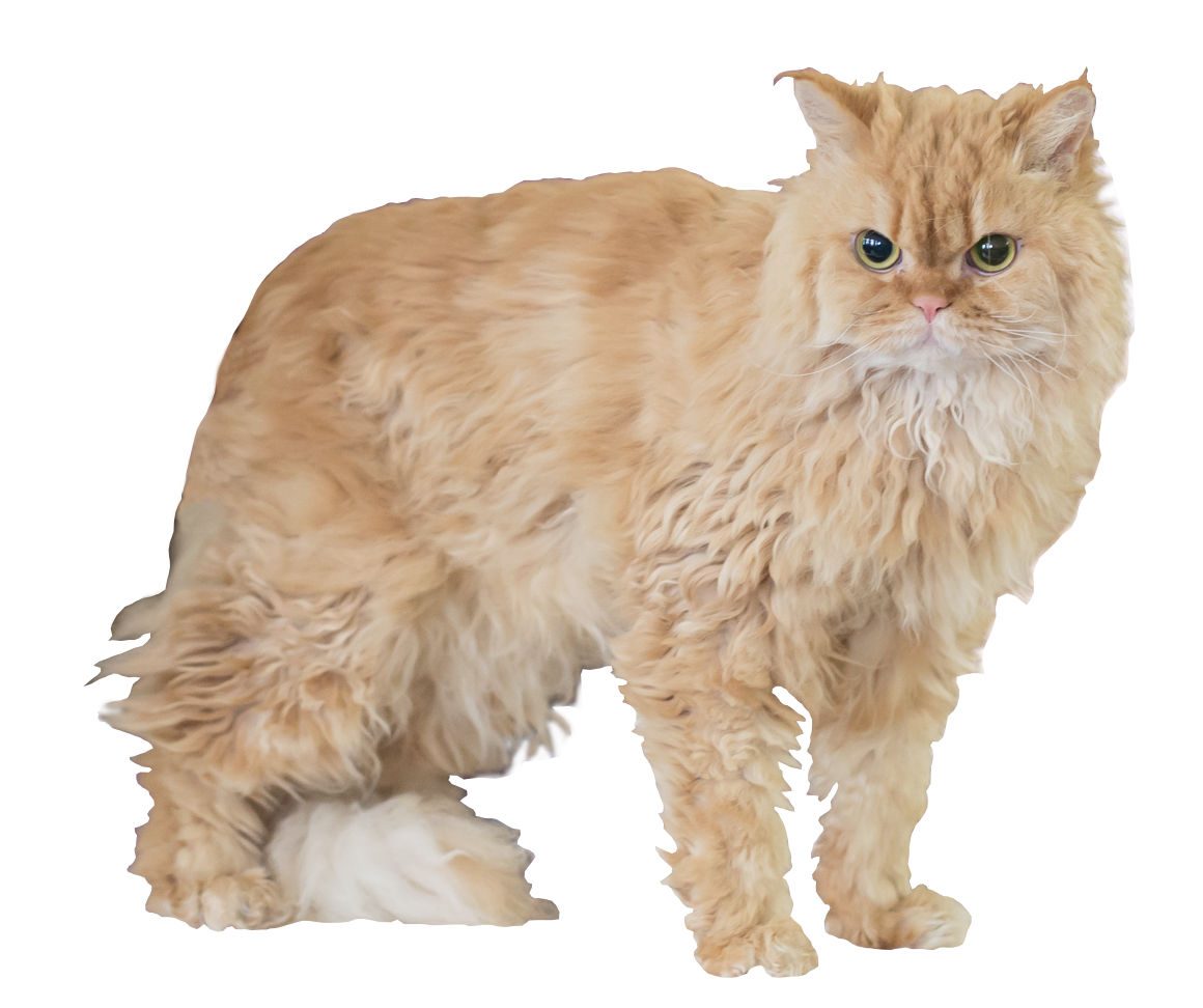 Selkirk rex dlhosrstý — krémová mačka s dlhými voľnými kučerami a chvostom v tvare prapora