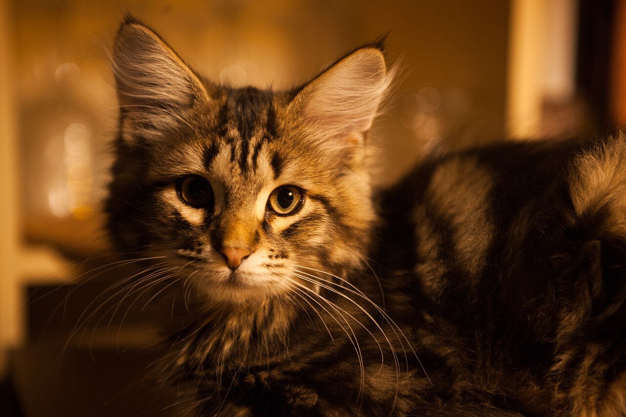Portrét hnedej tabby sibírskej mačky s golierom a strapcami na ušiach