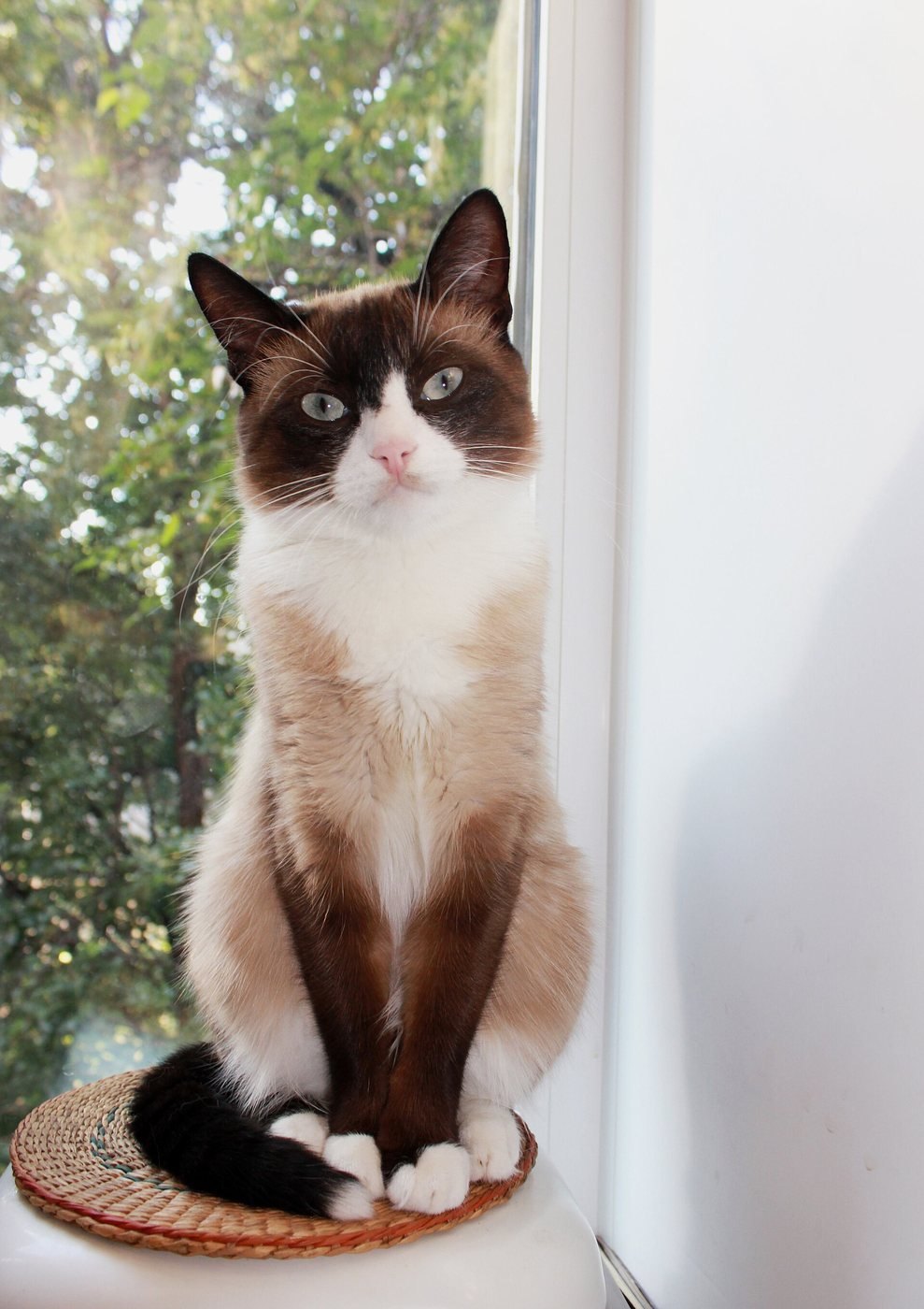 Snowshoe