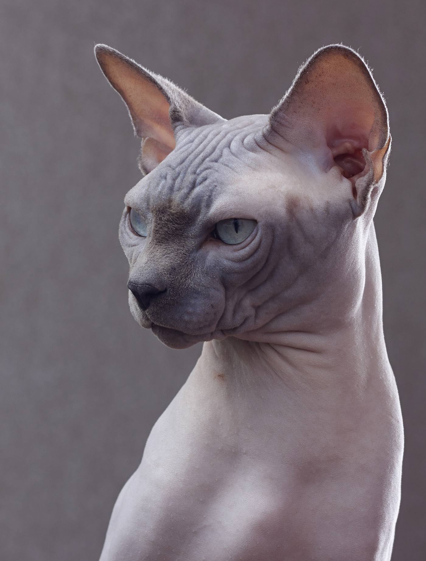 Sphynx — dospelá bezsrstá mačka so zvráskavenou kožou