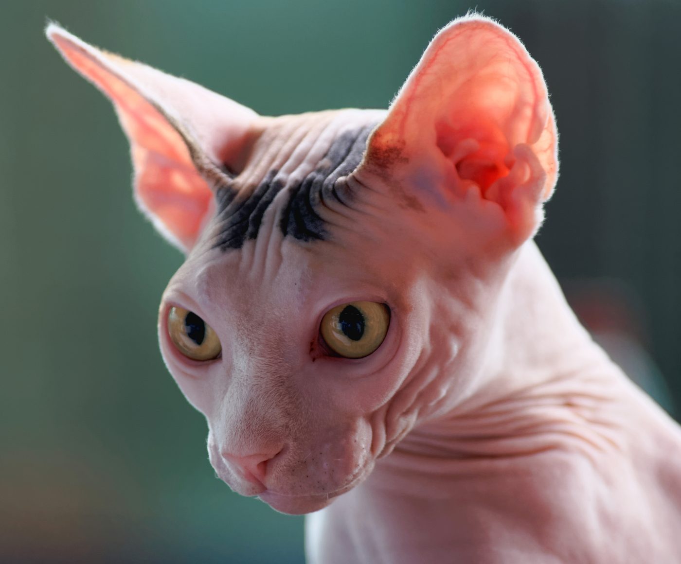 Portrét sphynxa — veľké uši a citrónové oči