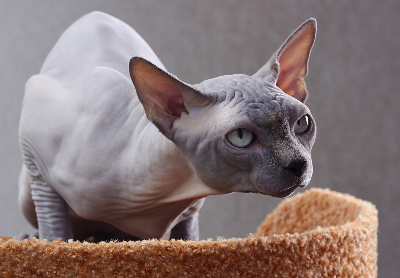Sphynx na škrabadle — svalnaté telo a vráskavá koža