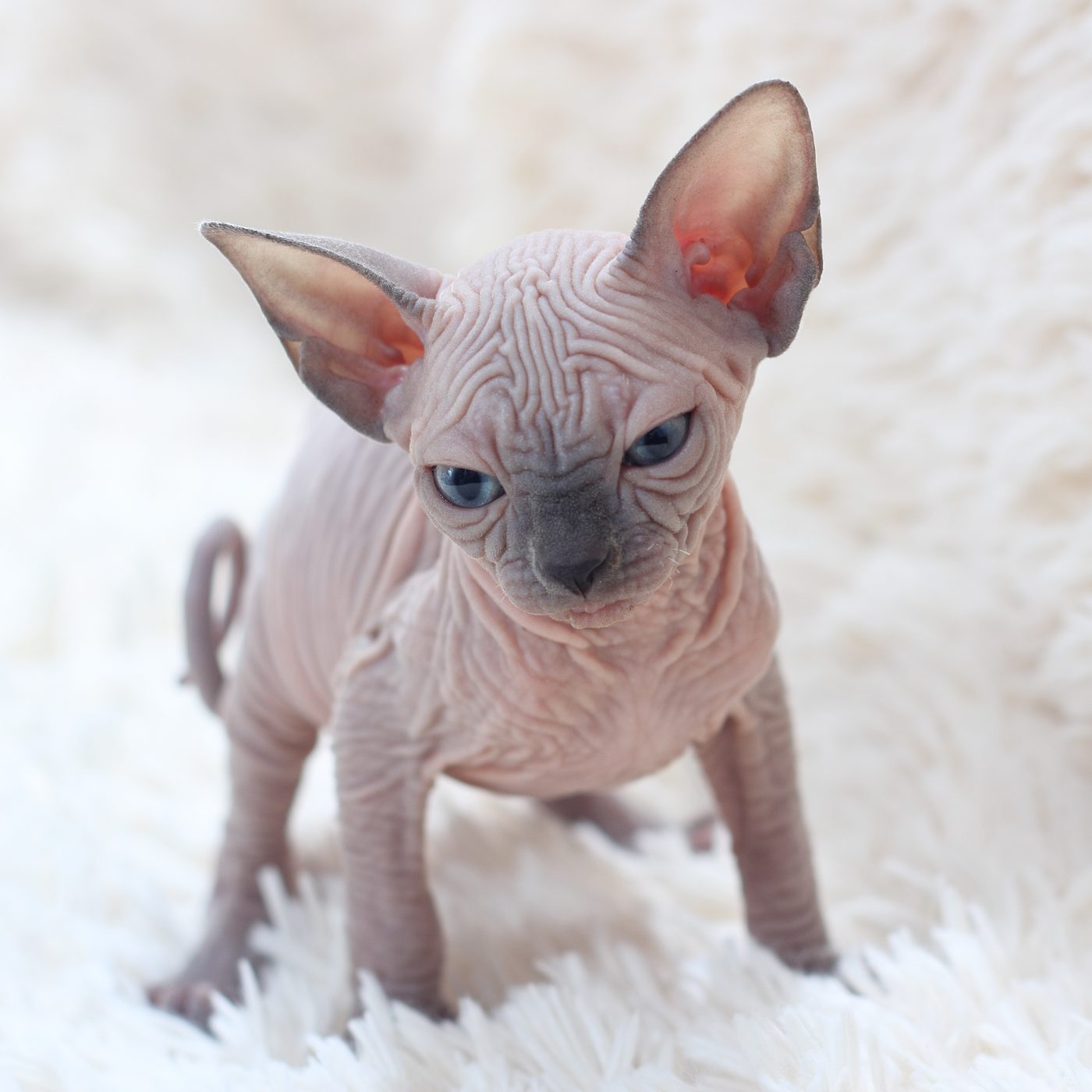 Sphynx mačiatko so silne zvráskavenou kožou