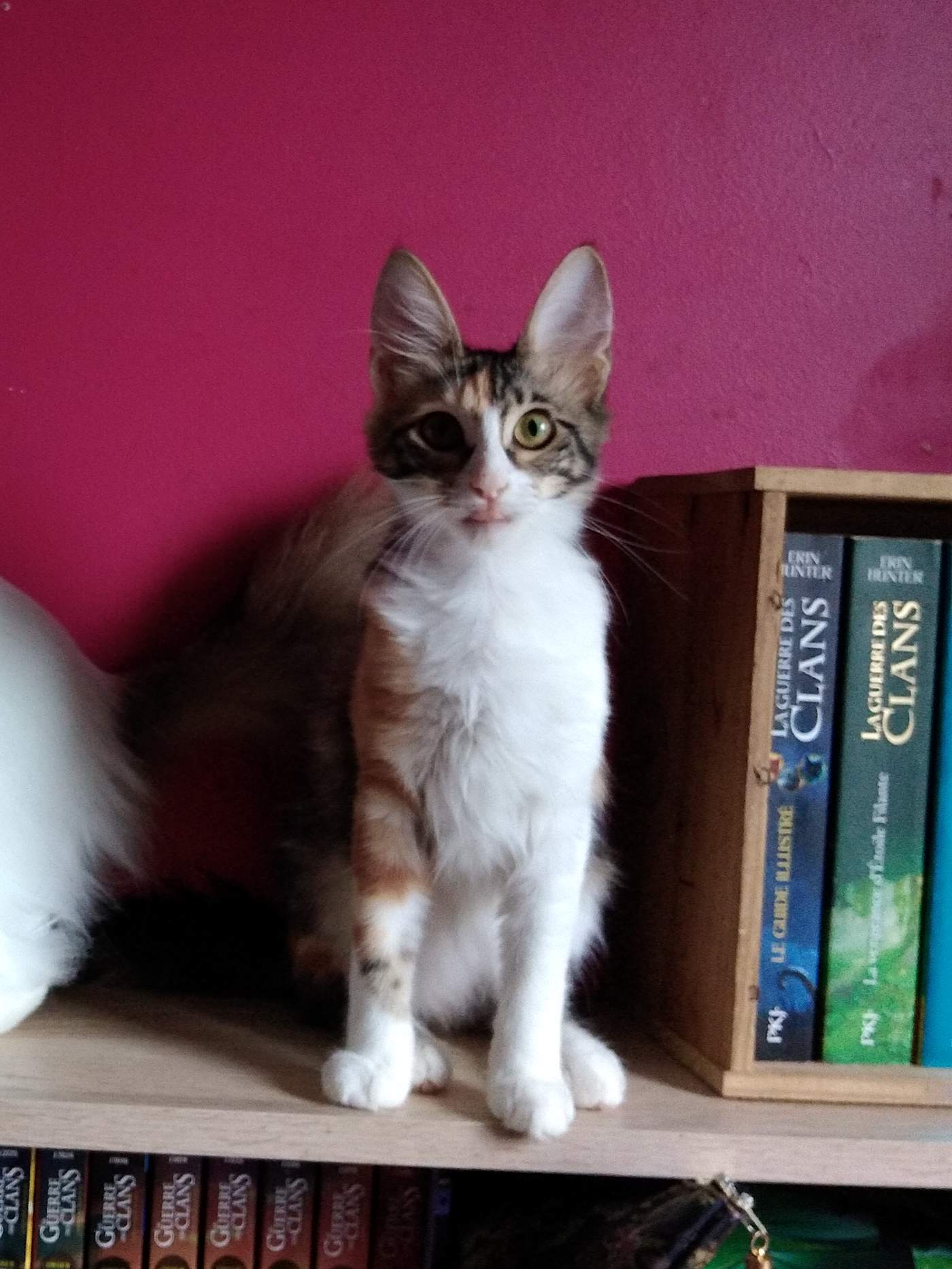 Turecká angora v korytnačinovej tabby farbe s bielou