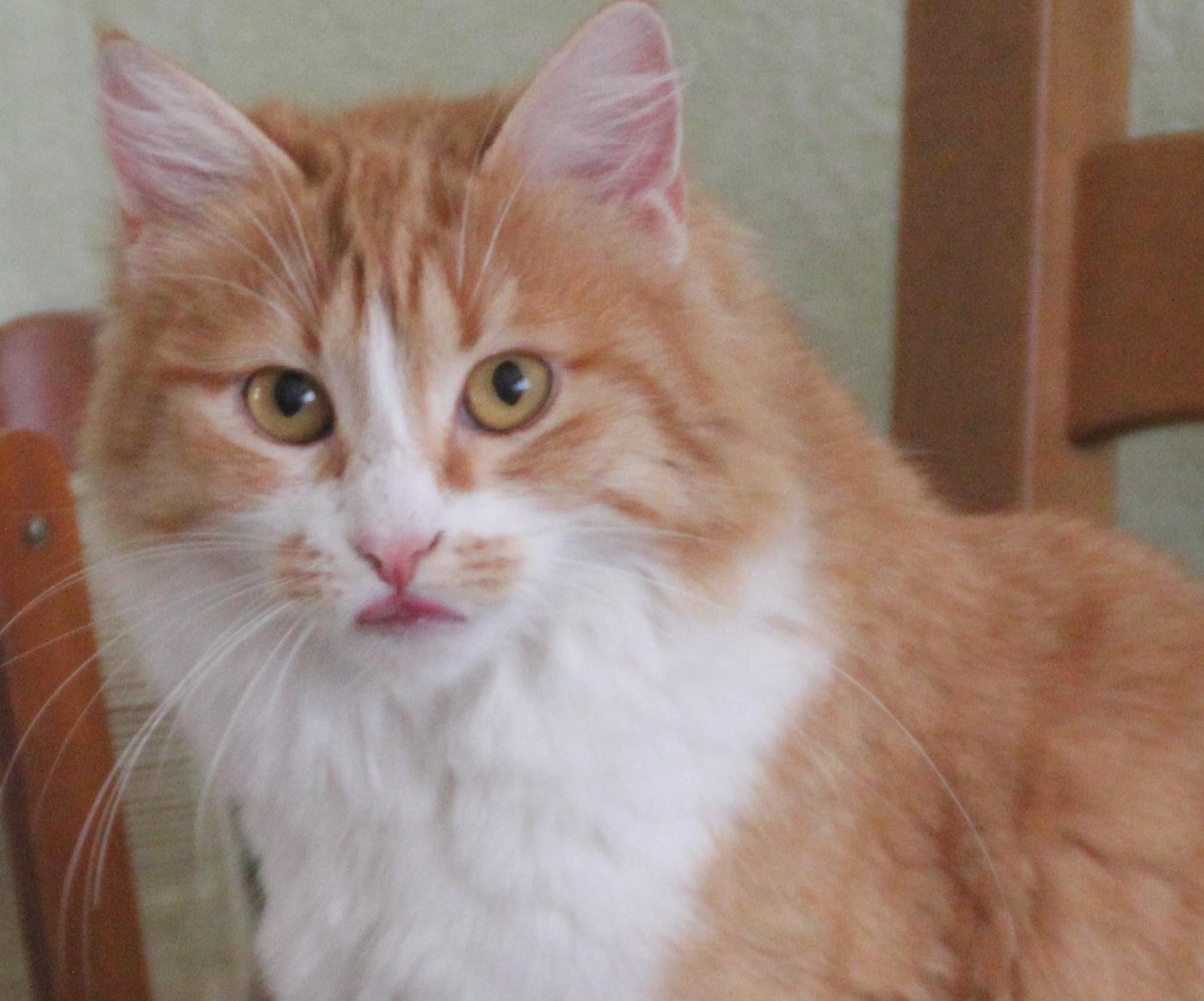 Červená makrelová tabby turecká angora s bielou