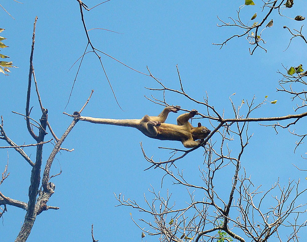 Kinkajou (medvedík chvostatý)