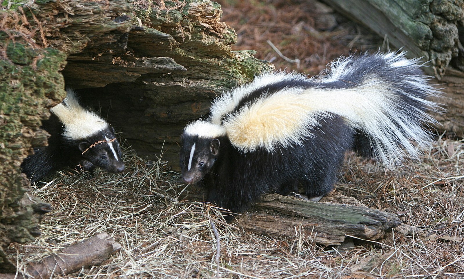 Skunk pruhovaný