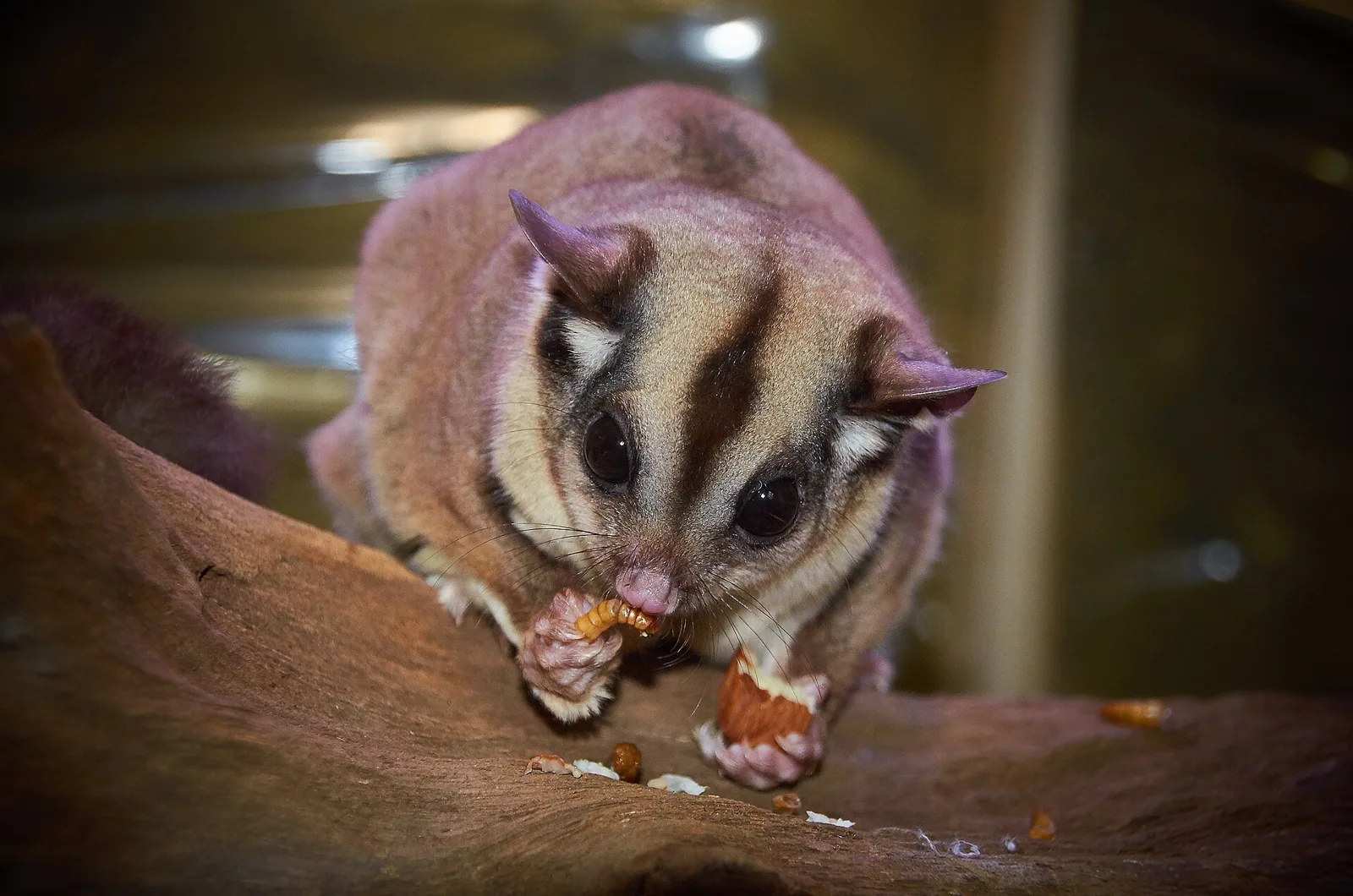 Poletuška líntavá (sugar glider)