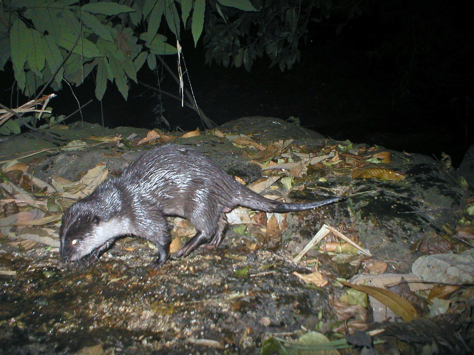 Vydrička malá (Aonyx cinereus)