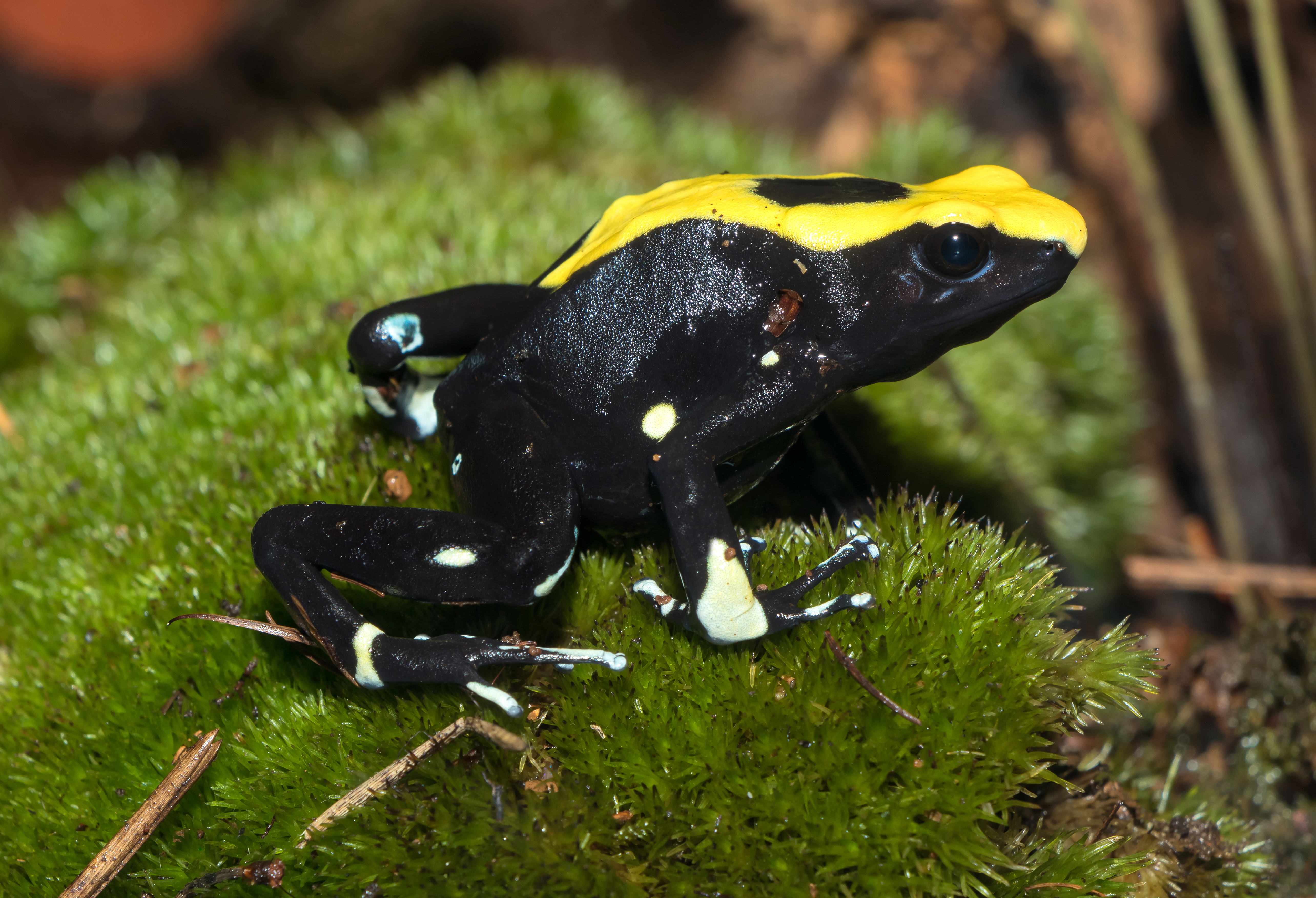 Pralesnička modrá (tinctorius) (Dendrobates tinctorius)