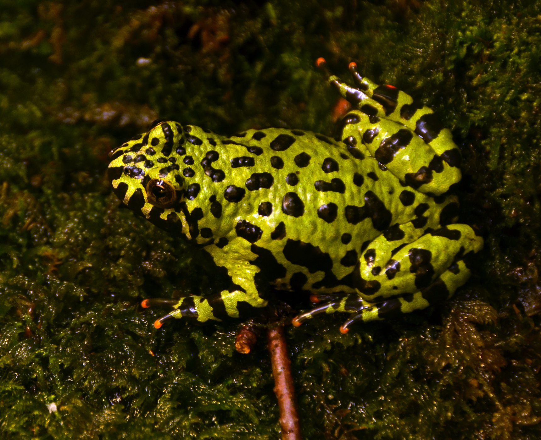 Kunka orientálna