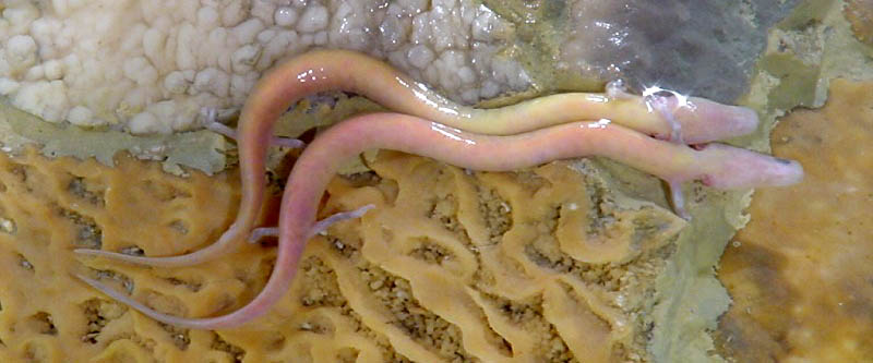Olm jaskynný (slovinský)