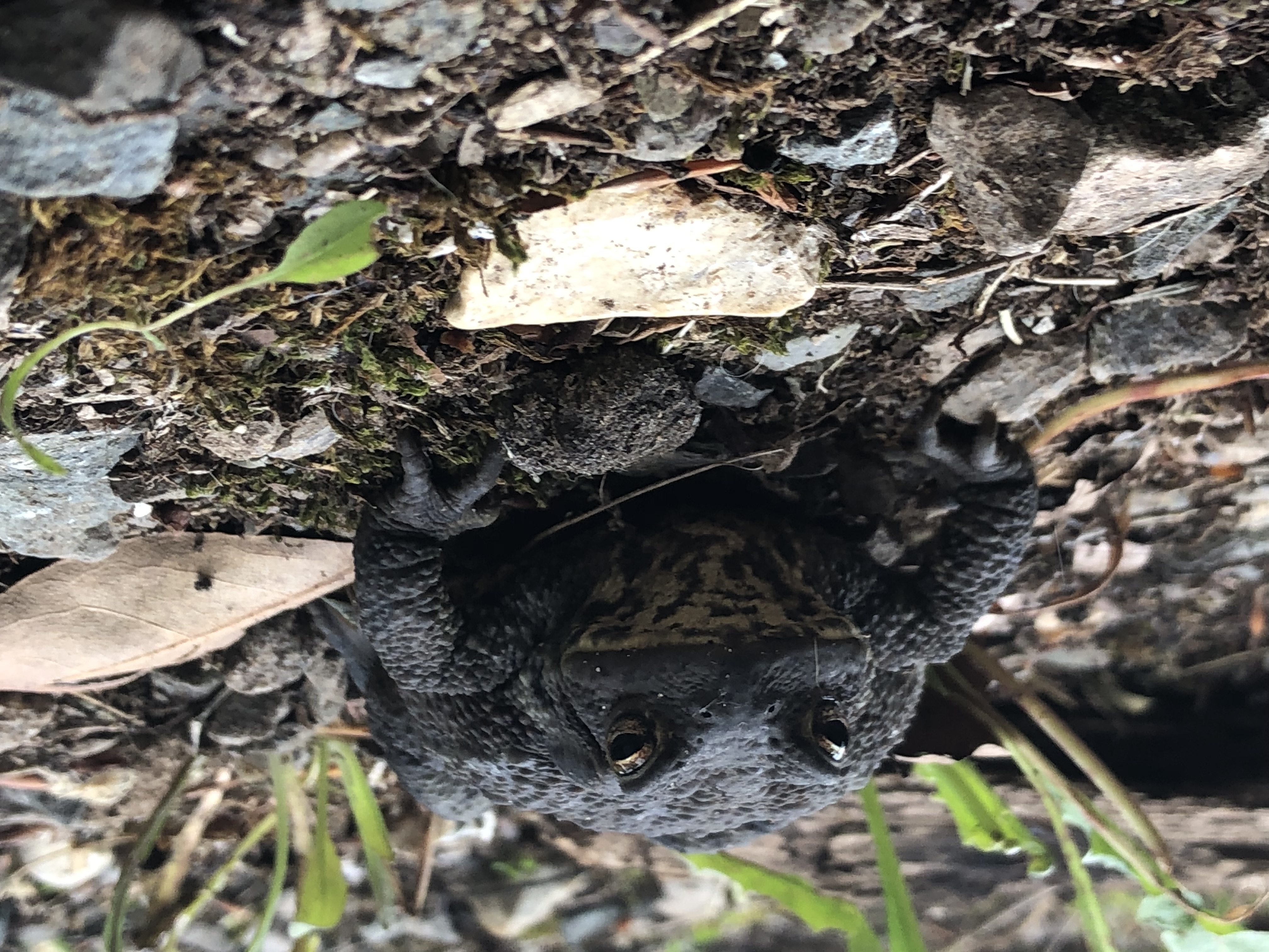 Ropucha obyčajná (Bufo bufo)