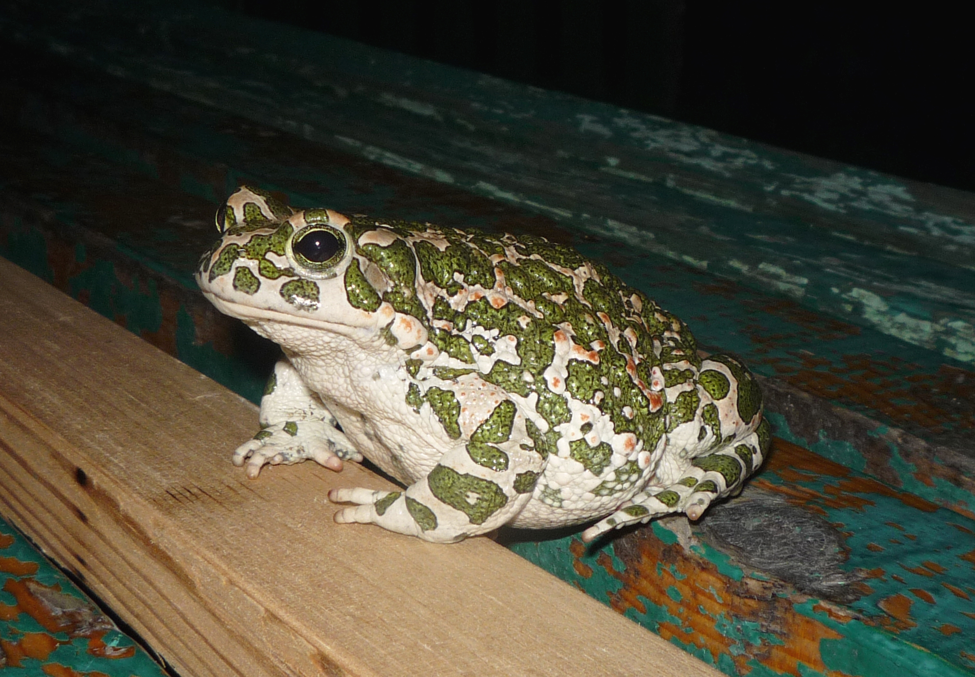 Ropucha zelená (Bufotes viridis)