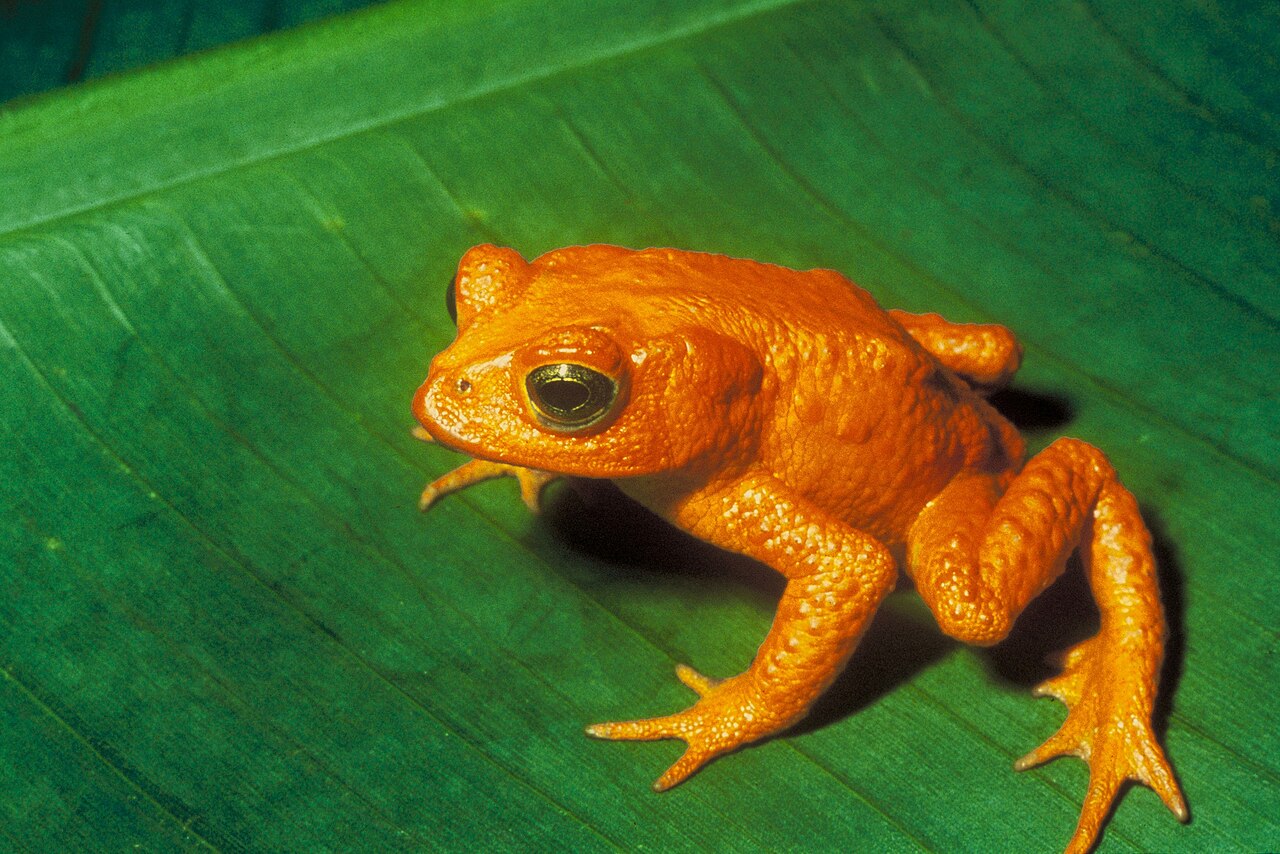 Ropucha zlatá kostarická (extinct)