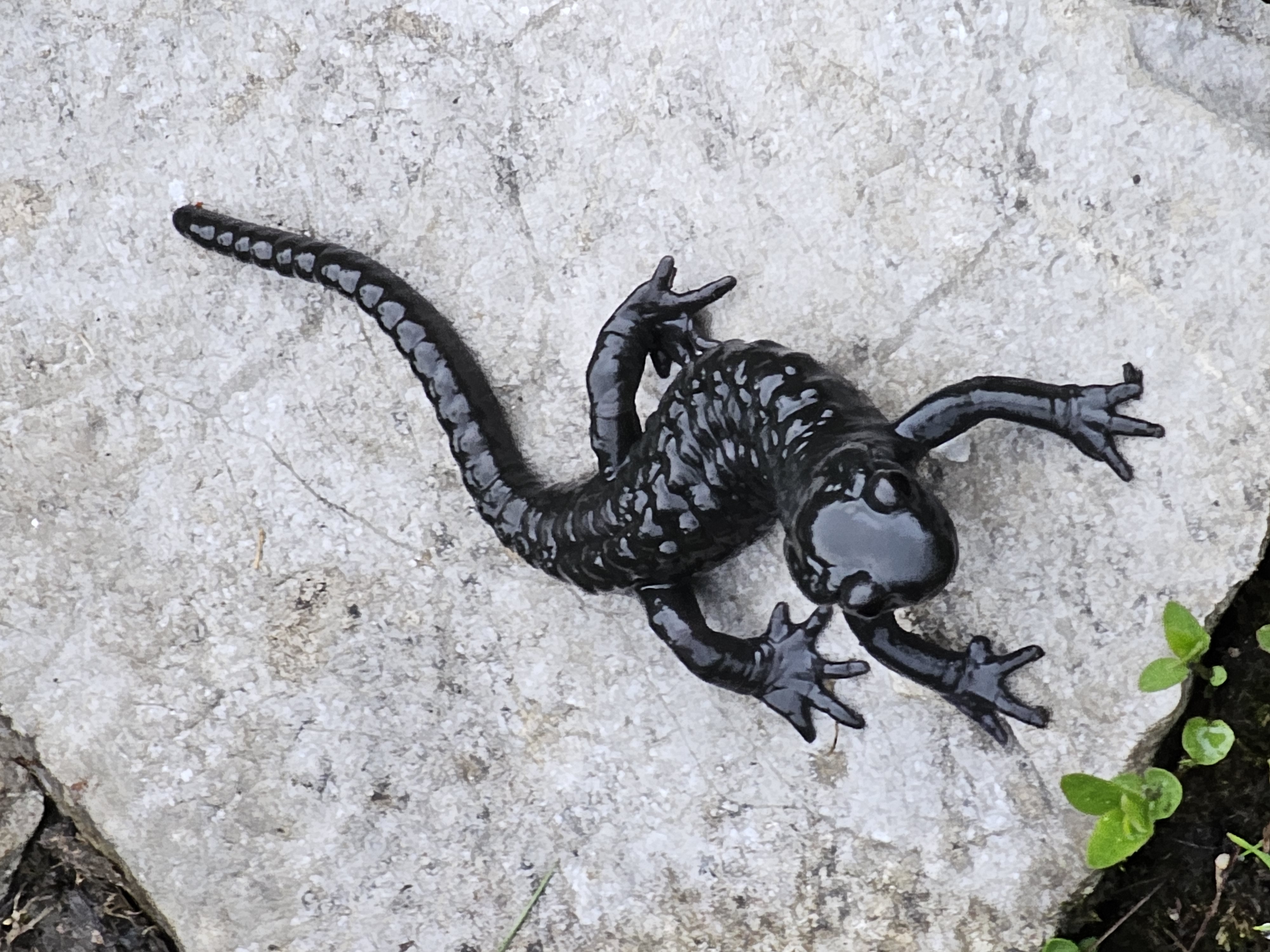 Salamandra čierna