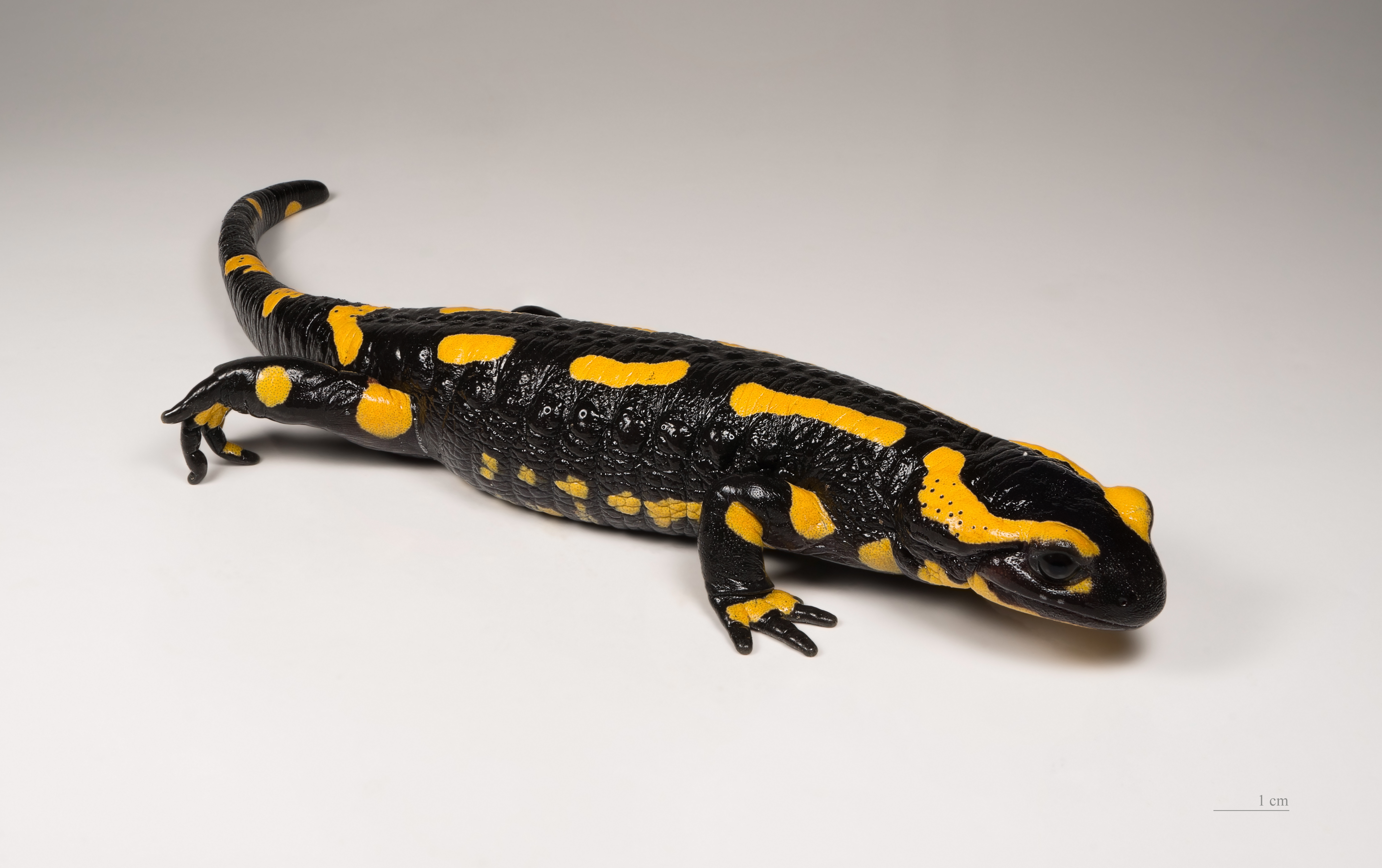 Salamandra škvrnitá