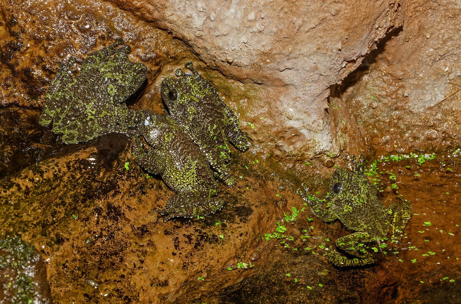 Žaba machová vietnamská (Theloderma corticale)