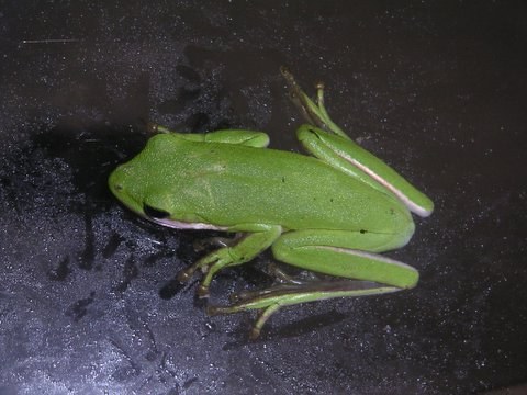 Rosnička americká zelená (Hyla cinerea (Dryophytes cinereus))