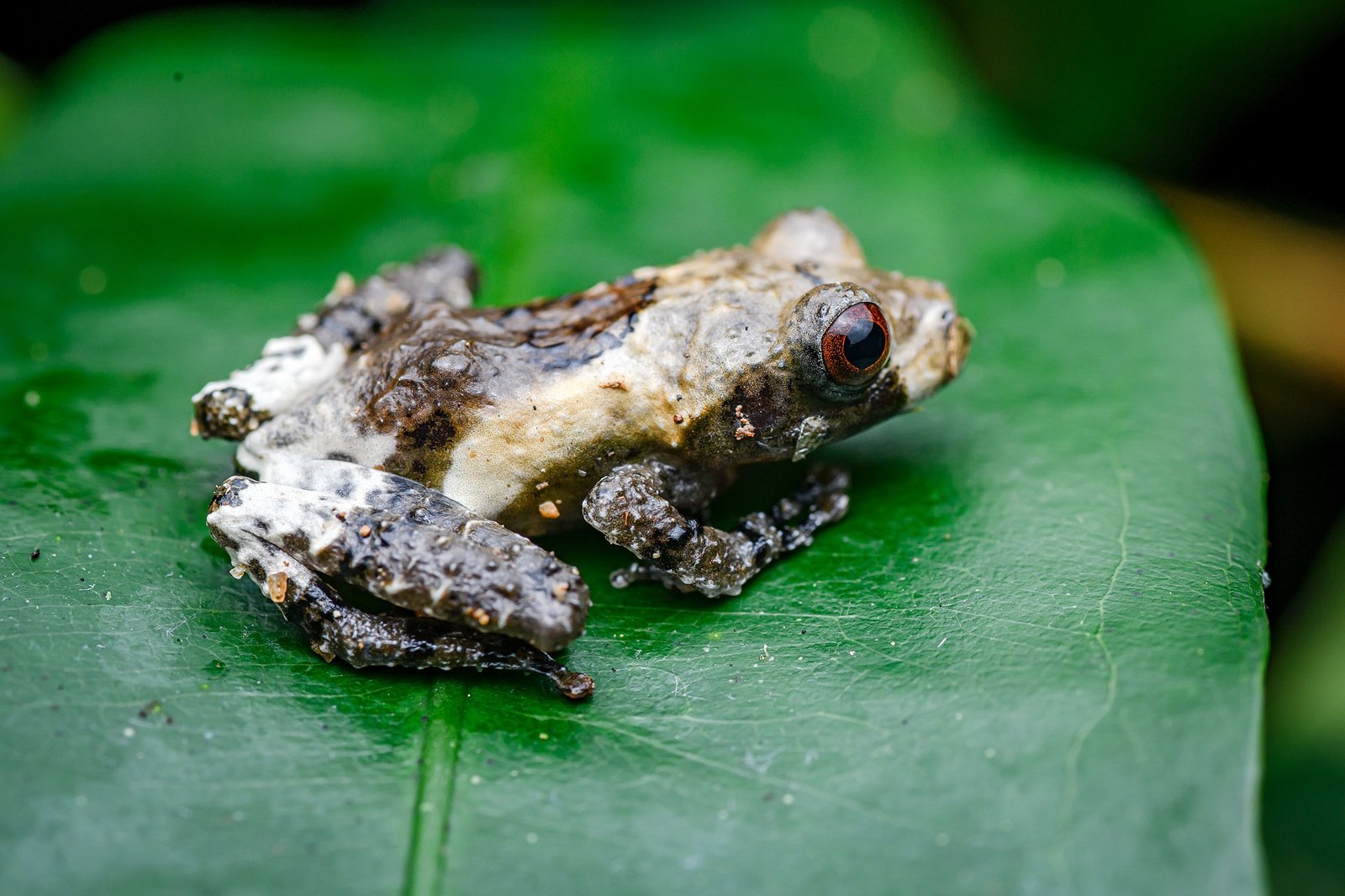 Žaba machová bradavičnatá (Theloderma asperum)