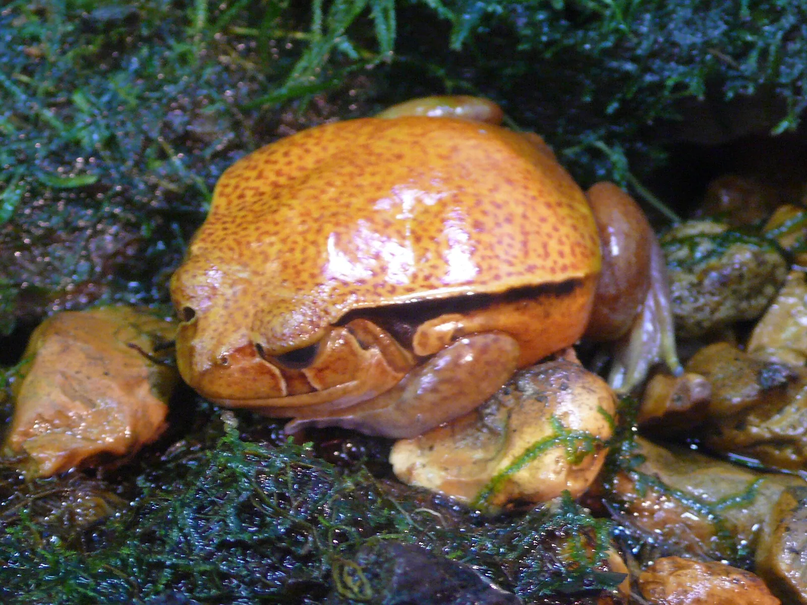Žaba rajčiaková (Dyscophus guineti)