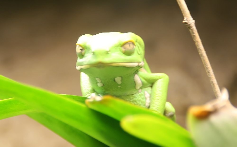 Vosková listovka (Phyllomedusa sauvagii)