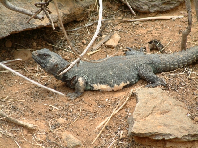 Agama egyptská (Uromastyx)