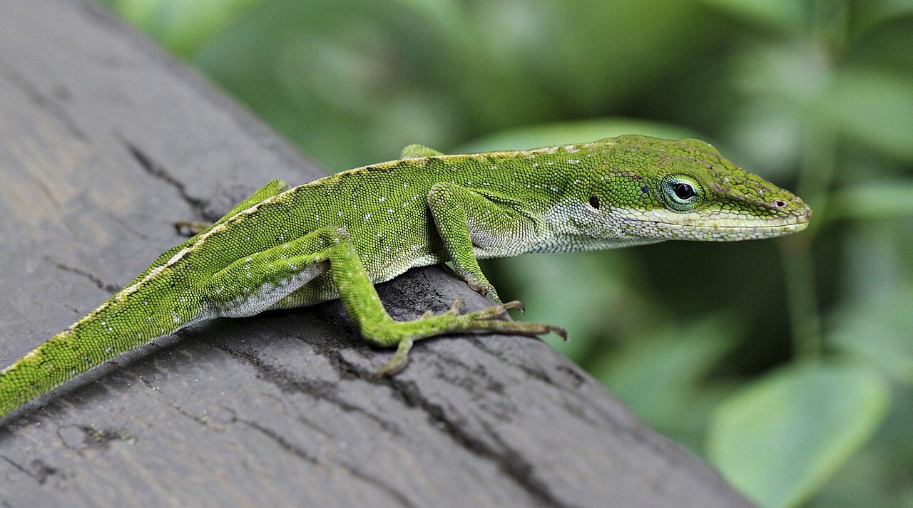 Anolis karolínsky